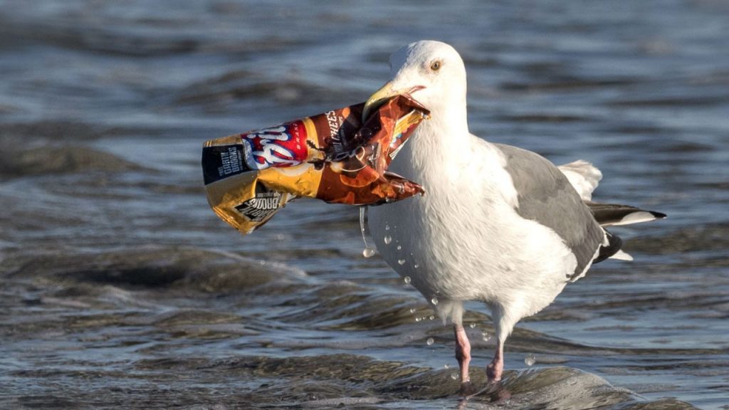 Dolphins and migratory birds in Ganges at high risk due to ingestion of ...