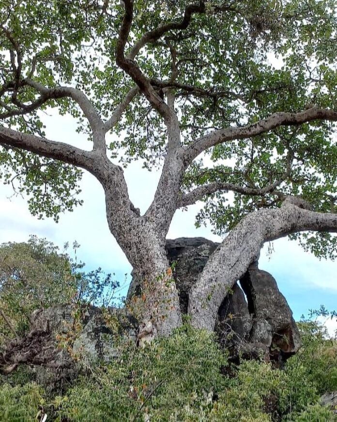 Fig-Tree-in-Africa