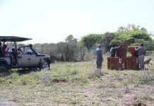 Project Cheetah roars ahead: India expands global ties as botswana sends eight big cats