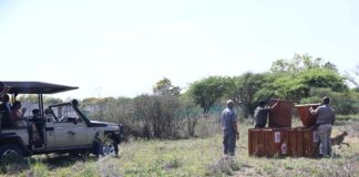 Project Cheetah roars ahead: India expands global ties as botswana sends eight big cats