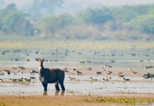 India adds two more wetlands to Ramsar list, tally reaches to 98