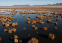 Wetlands Day calls to preserve the most threatened ecosystems on Earth