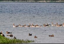 Shekha Jheel declared Ramsar Site in Uttar Pradesh