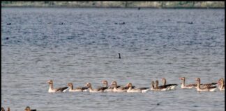Shekha Jheel declared Ramsar Site in Uttar Pradesh