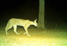 Wild cat Caracal spotted in Kuno after decades in MP