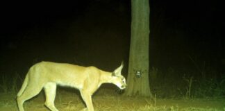 Wild cat Caracal spotted in Kuno after decades in MP