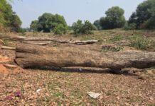 Over 2.8 million trees approved for felling as forest diversions surge across India