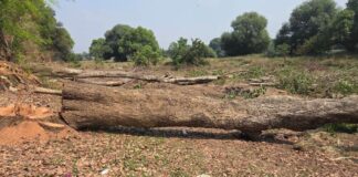 Over 2.8 million trees approved for felling as forest diversions surge across India
