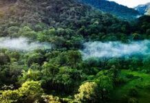 World Evironment Day: Calls for action not just celebration