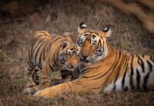 International Tiger Day: India global leader in tiger conservation