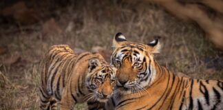 International Tiger Day: India global leader in tiger conservation