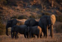 World Elephant Day 2026: India reaffirms commitment to elephant conservation