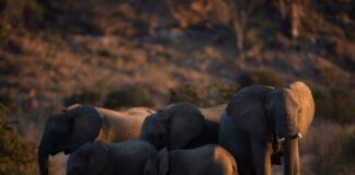 World Elephant Day 2026: India reaffirms commitment to elephant conservation