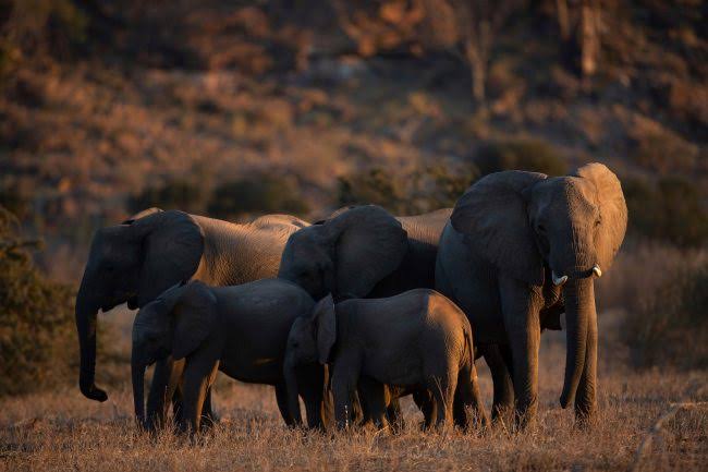 Elephant Day