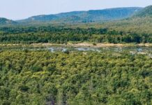 Forest cover targets in India shortfall nearly 98 per cent
