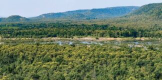 Forest cover targets in India shortfall nearly 98 per cent