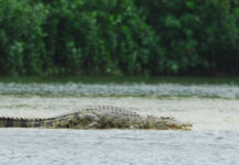 WII secords 586 saltwater crocodiles in Andaman and Nicobar islands
