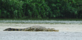 WII secords 586 saltwater crocodiles in Andaman and Nicobar islands