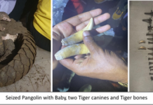 Wildlife trafficking crackdown: DRI seizes Ivory, Leopard Skin, Pangolins and Tiger bones