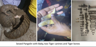 Wildlife trafficking crackdown: DRI seizes Ivory, Leopard Skin, Pangolins and Tiger bones