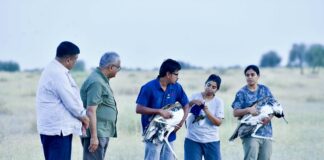 Great Indian Bustard rewilding begins: Two birds released into the wild in Rajasthan’s desert National Park