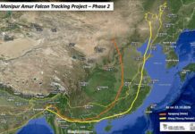 Two Amur Falcons return to Manipur after journey across 23 countries